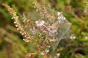 Pisaura_mirabilis_D7487_Z_90_NP De Hoge Veluwe_Nederland